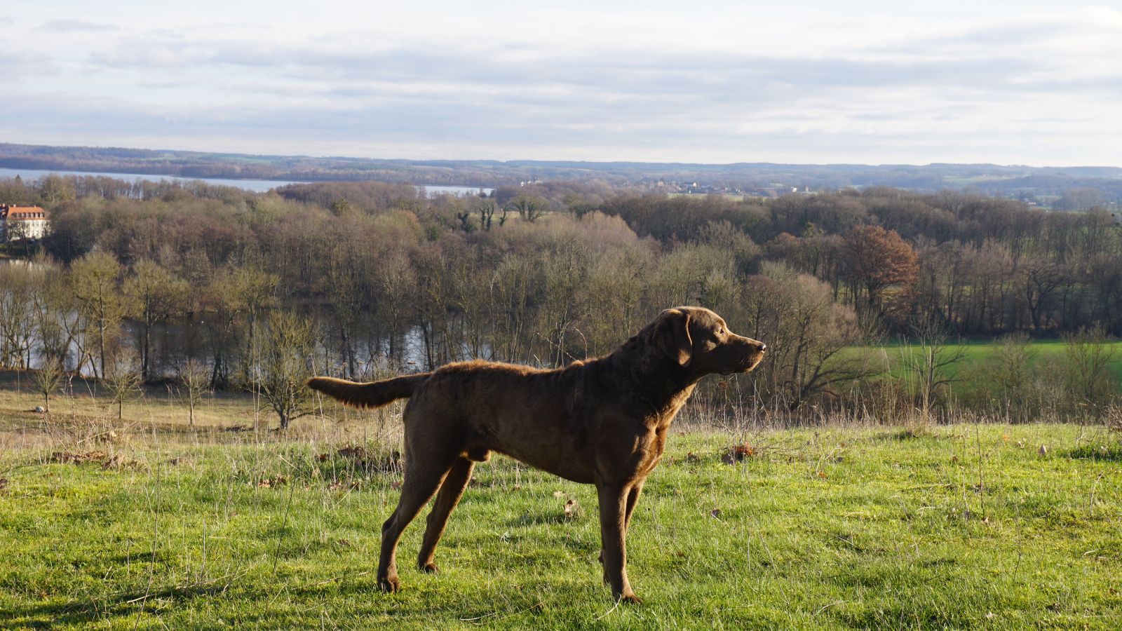 Chesapeake Bay Retriever