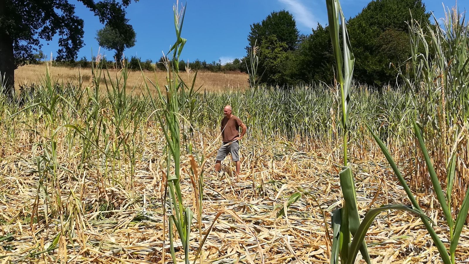 Jagdpächter allein im Feld.