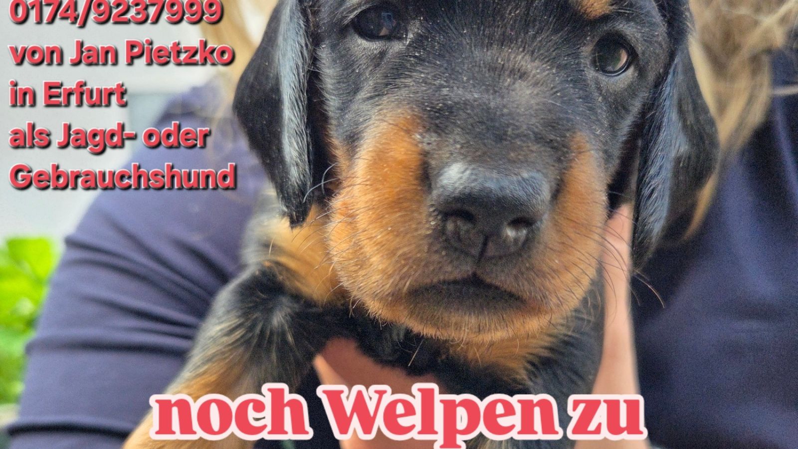Bild zum Thema: Schwarzwild-Bracken-Welpen aus passionierter Jägerhand zu vergeben