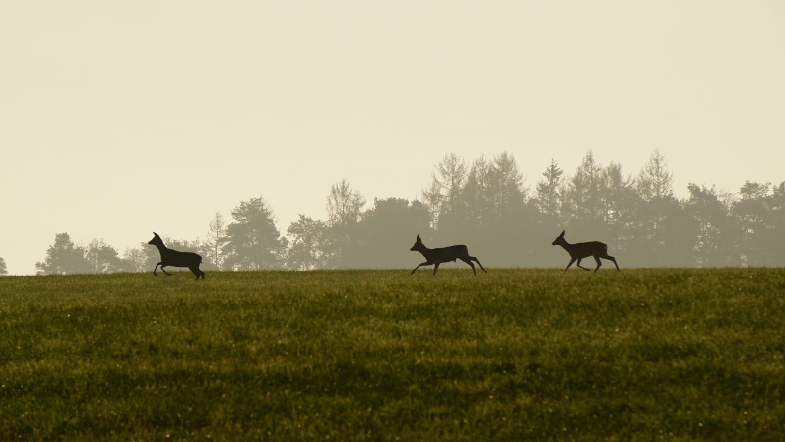 Bild zum Thema: Blattzeit beim Rehwild: Zwischen effektiver Jagd und möglichst geringer Störung