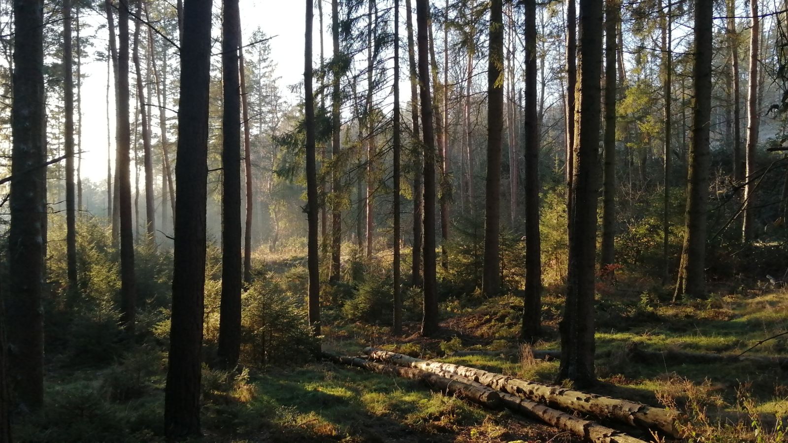 Wiederbewaldung begingt konsequente Bejagung