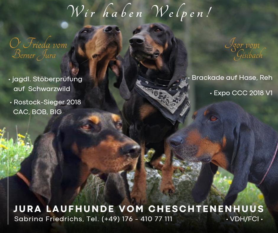 Bild zu: Jura-Laufhund-Welpen mit FCI/VDH-Papieren abzugeben