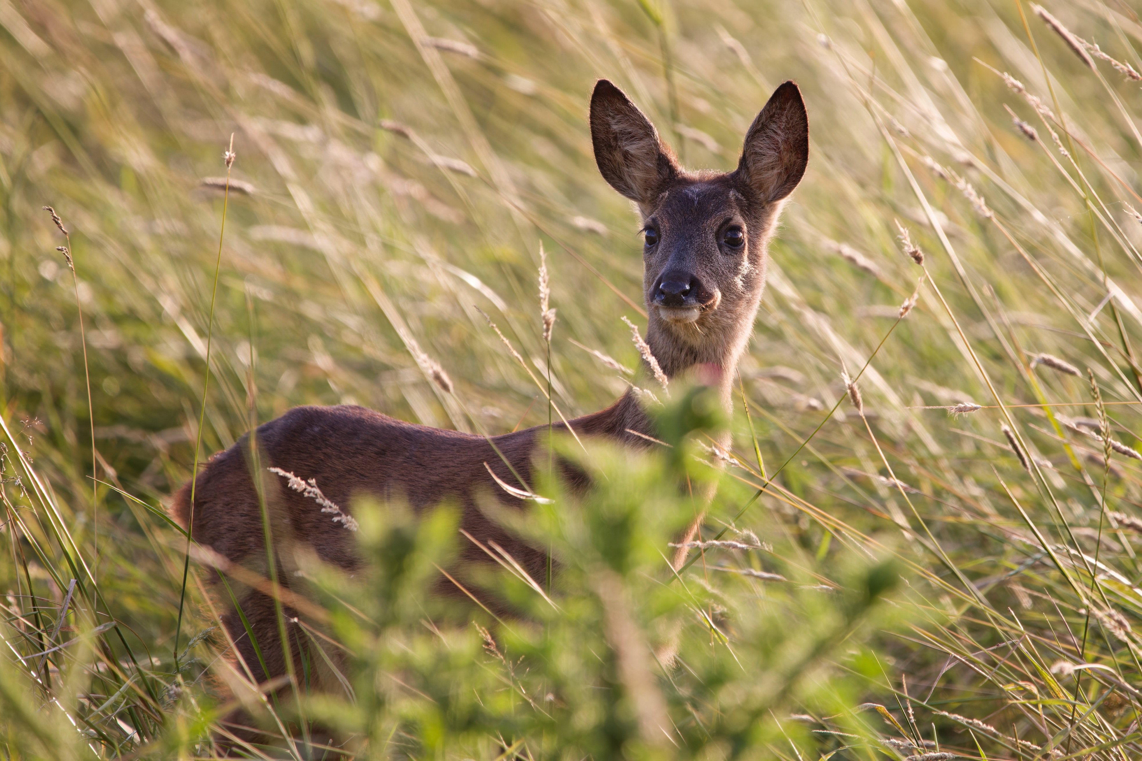 Bild zu: 1. September: Warum jetzt die entscheidende Phase des Rehwildmanagements beginnt Bild zu: 1. September: Warum jetzt die entscheidende Phase des Rehwildmanagements beginnt