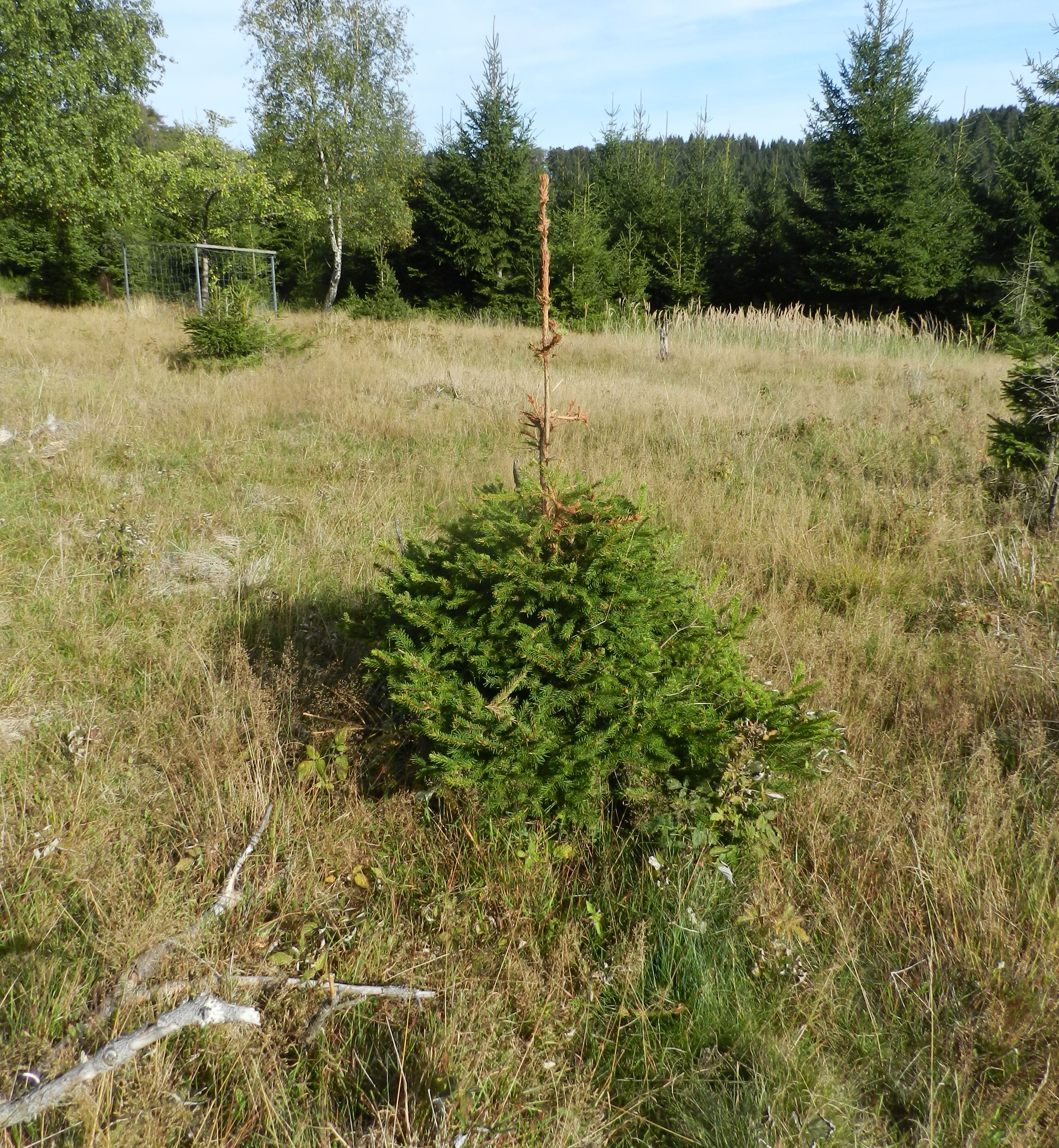 Bild zu: Der Rothirsch – Tier des Jahres 2026 Bild zu: Der Rothirsch – Tier des Jahres 2026