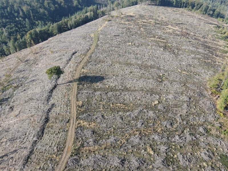 Bild zu: Zielgerichtete, naturnahe Wiederbewaldung von Schadflächen unter Einbeziehung der natürlichen Sukzession