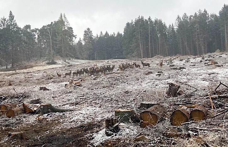 Bild zu: Unser Wald hat die Landtagswahl in NRW verloren 