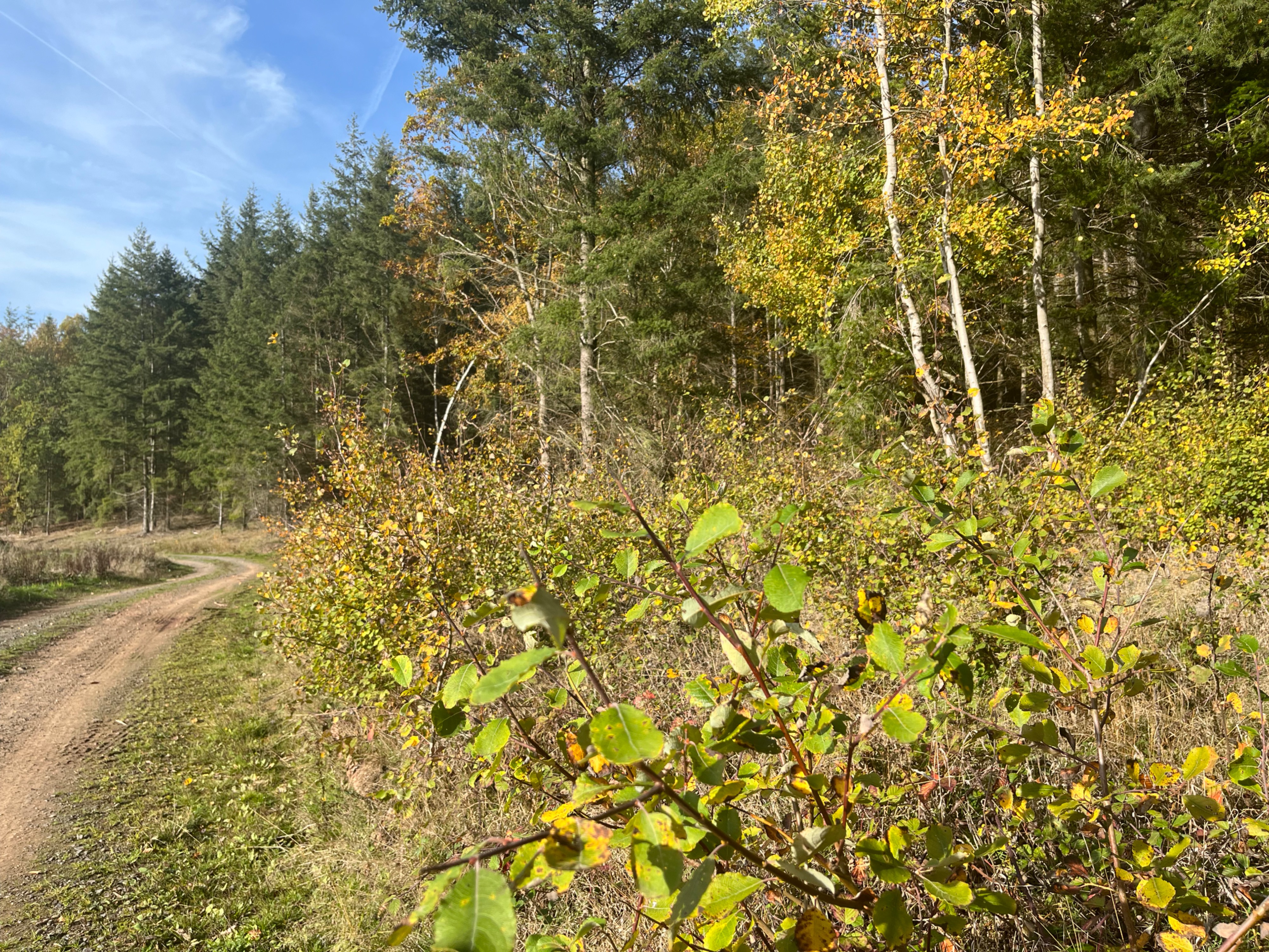 Bild zu: SAVE THE DATE! 24. bis 25. April 2024    FSC Walddialoge: Modernes Jagdmanagement