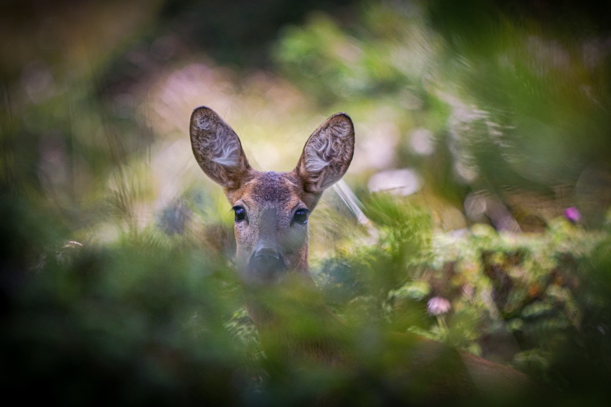 Bild zu: NEU! Infoflyer zur Bewertung von Verbiss-, Fege- und Schlagschäden Bild zu: NEU! Infoflyer zur Bewertung von Verbiss-, Fege- und Schlagschäden