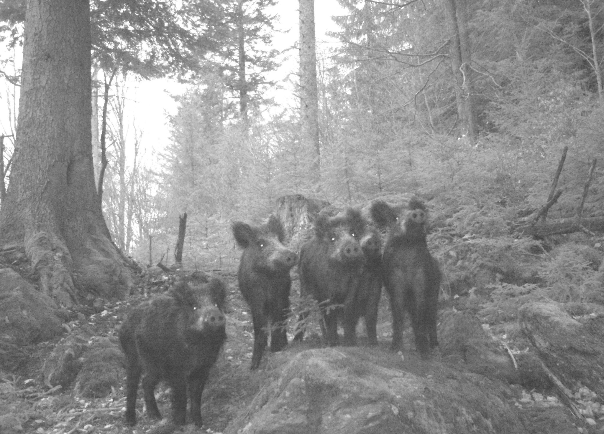 Bild zu: Schwarzwild & ASP: Eure Meinung ist gefragt!