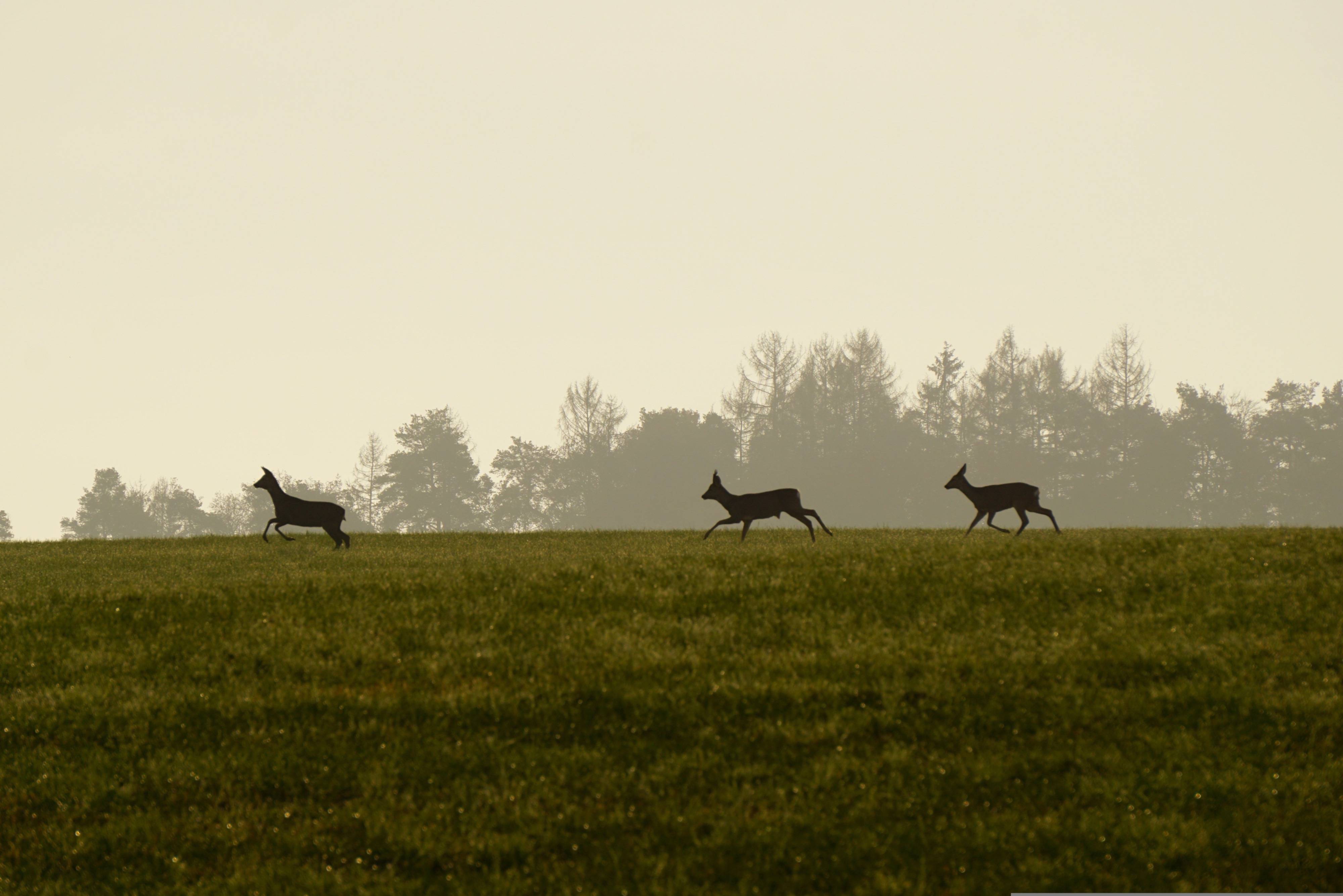 Bild zu: Blattzeit beim Rehwild: Zwischen effektiver Jagd und möglichst geringer Störung Bild zu: Blattzeit beim Rehwild: Zwischen effektiver Jagd und möglichst geringer Störung